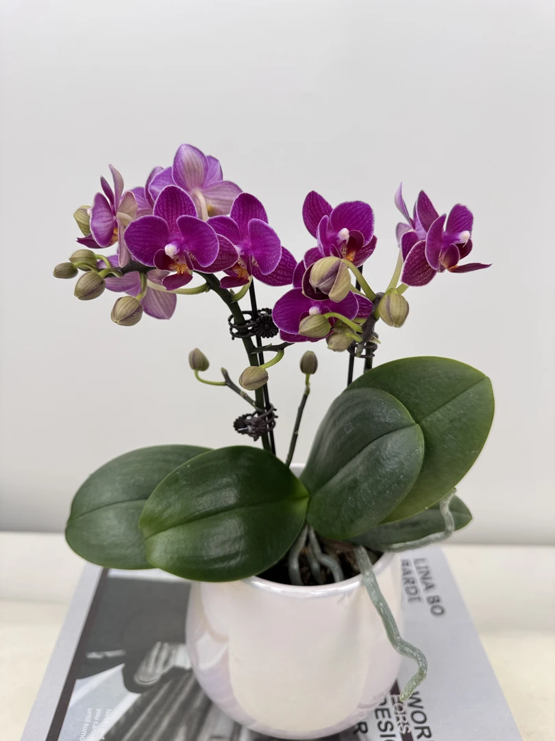 蝴蝶兰【香水小红花】鲜花盆栽室内观赏花花佛山基地直发好养易活