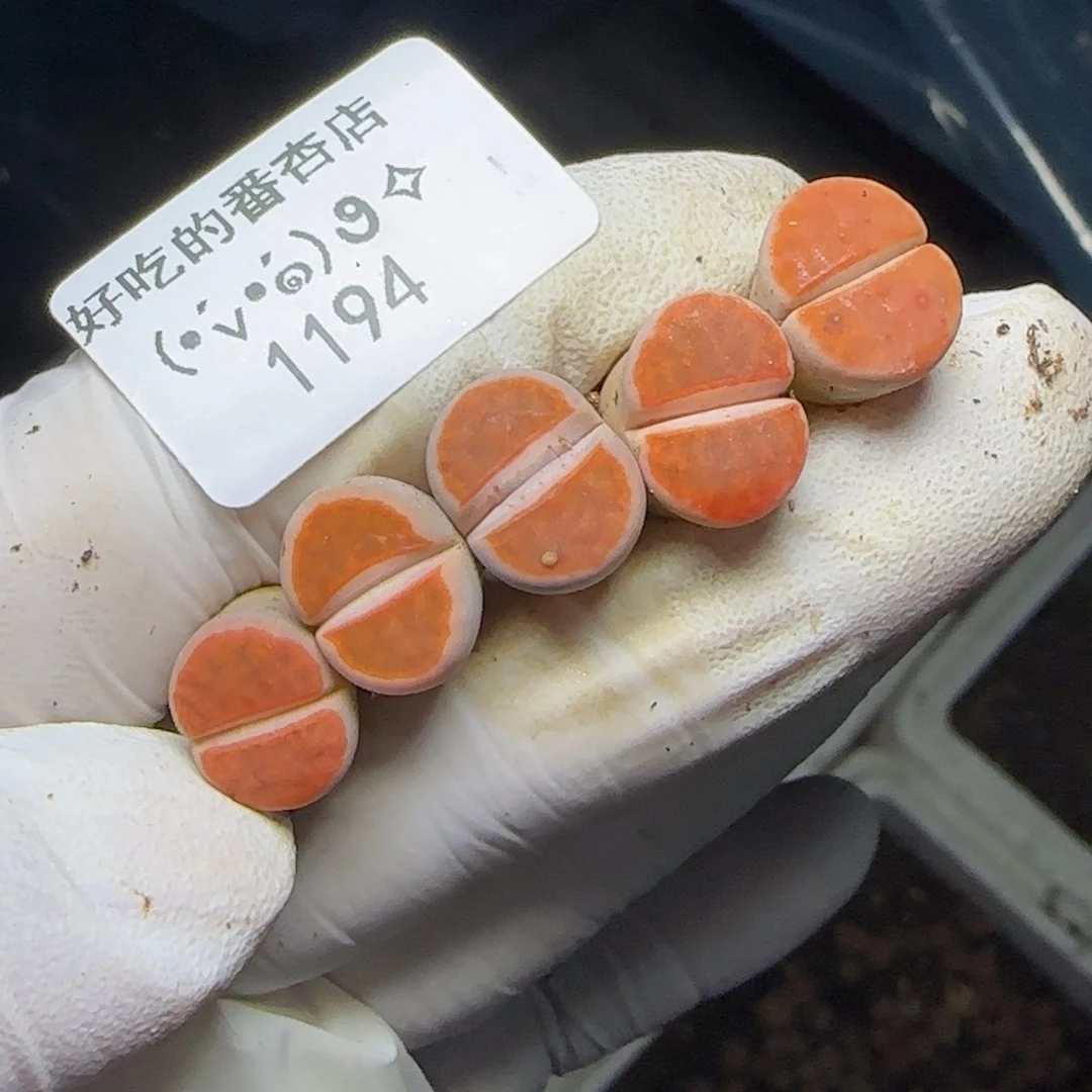 敬***敬1194。默认脱土。18包邮。偏远88包邮