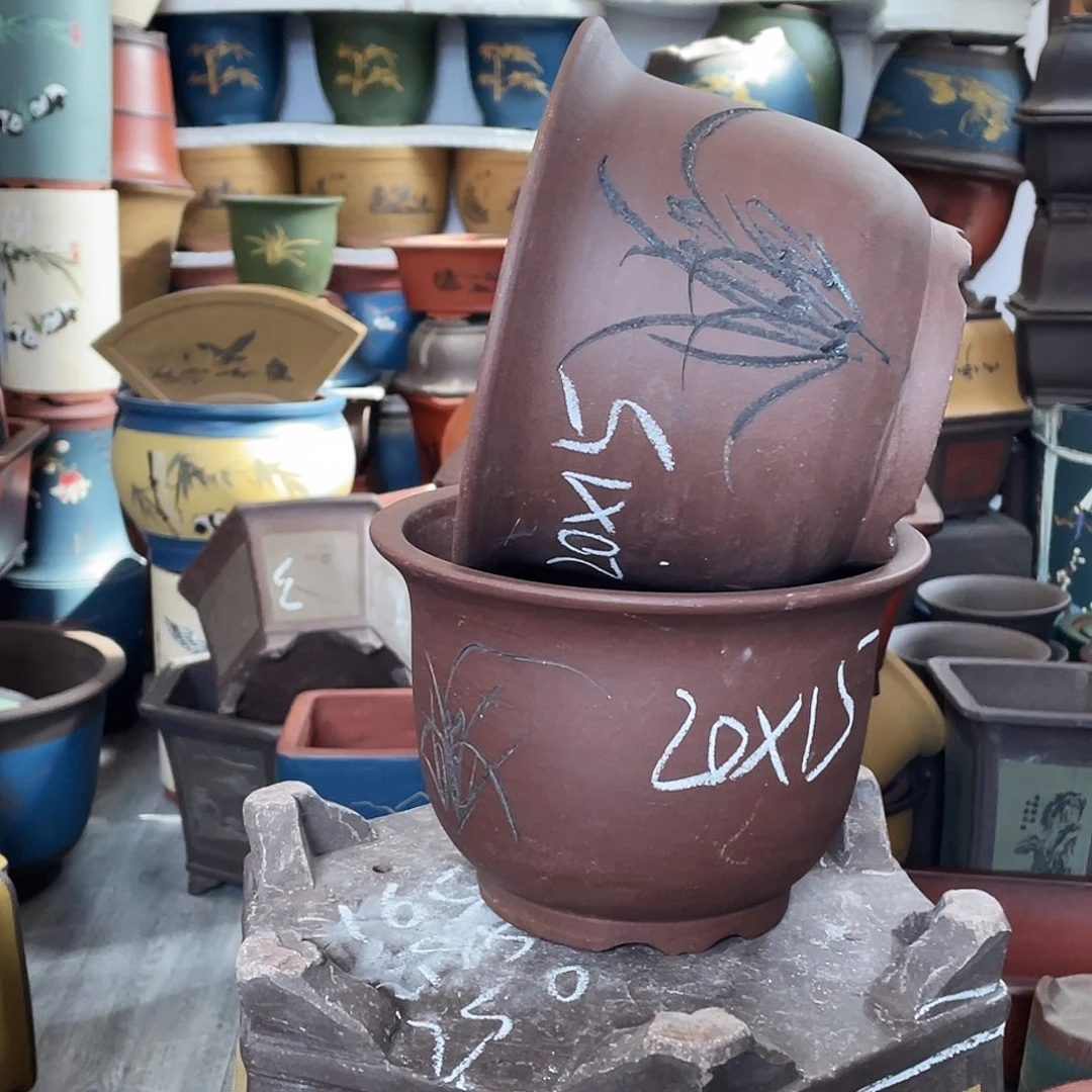 21+21平角金钟花盆花盆花盆