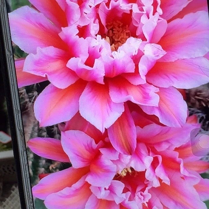 城堡侧芽5公分歪毛花柱