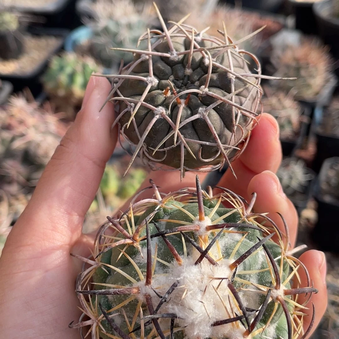 【闪购商品】组合有根66666