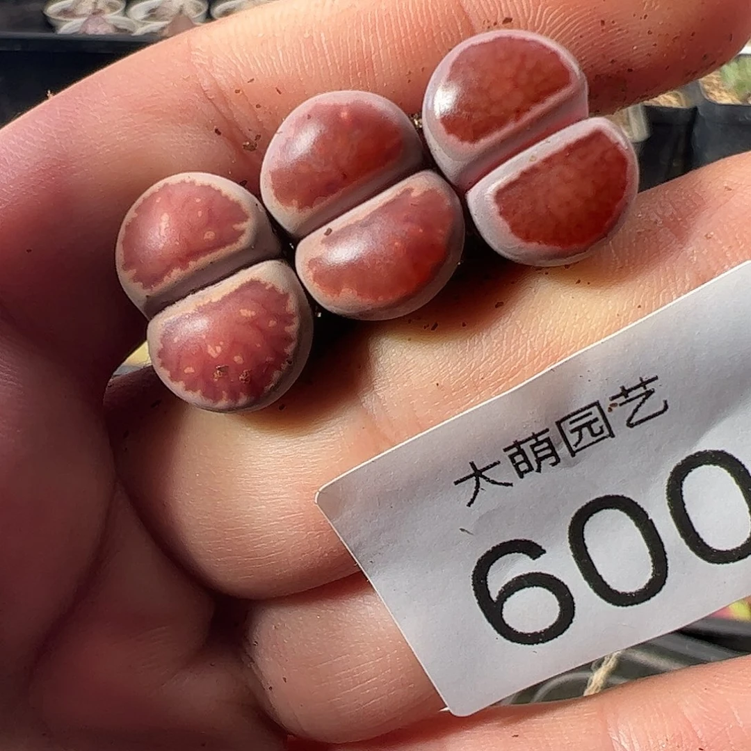 一物一拍。     600