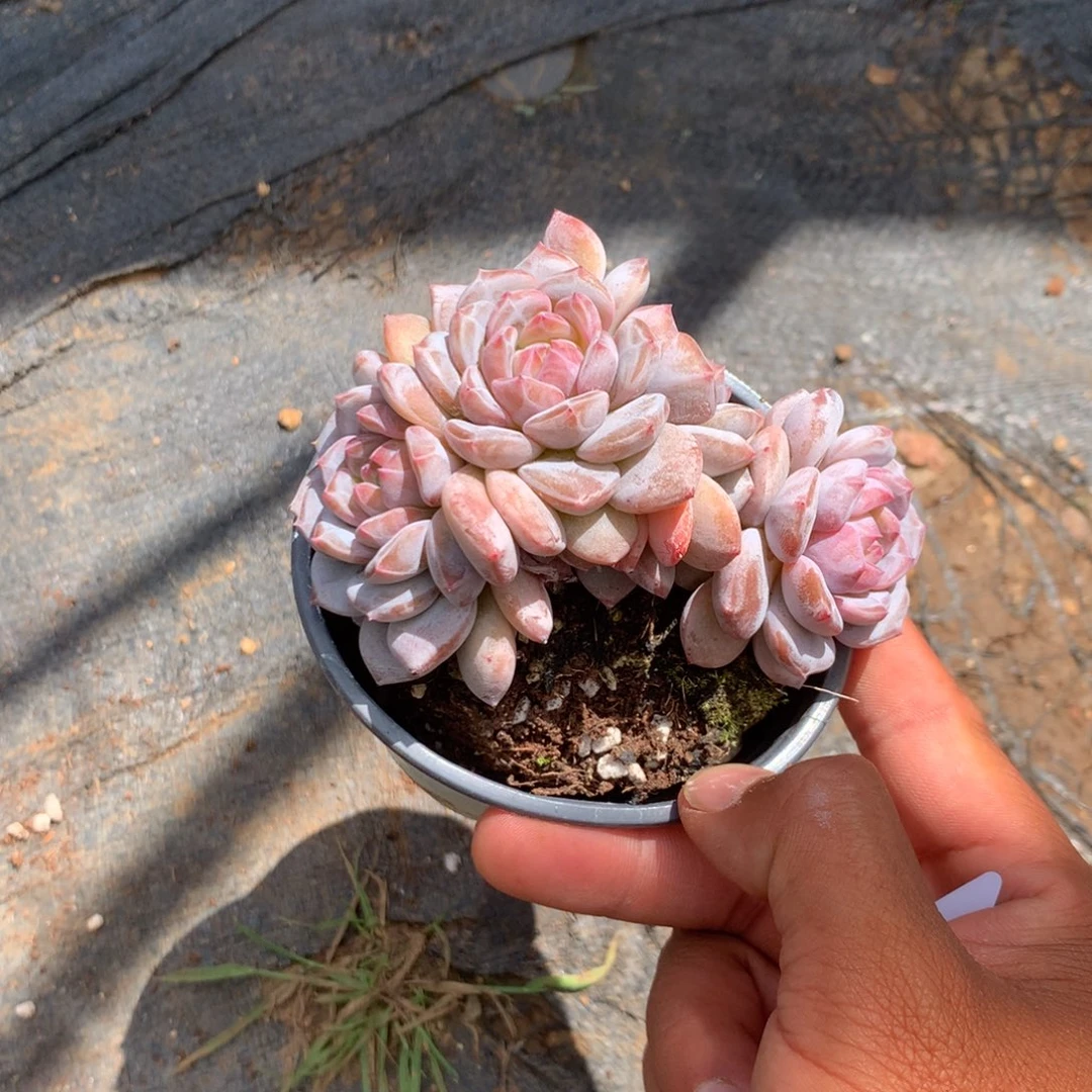 我们就能成为好老师哦