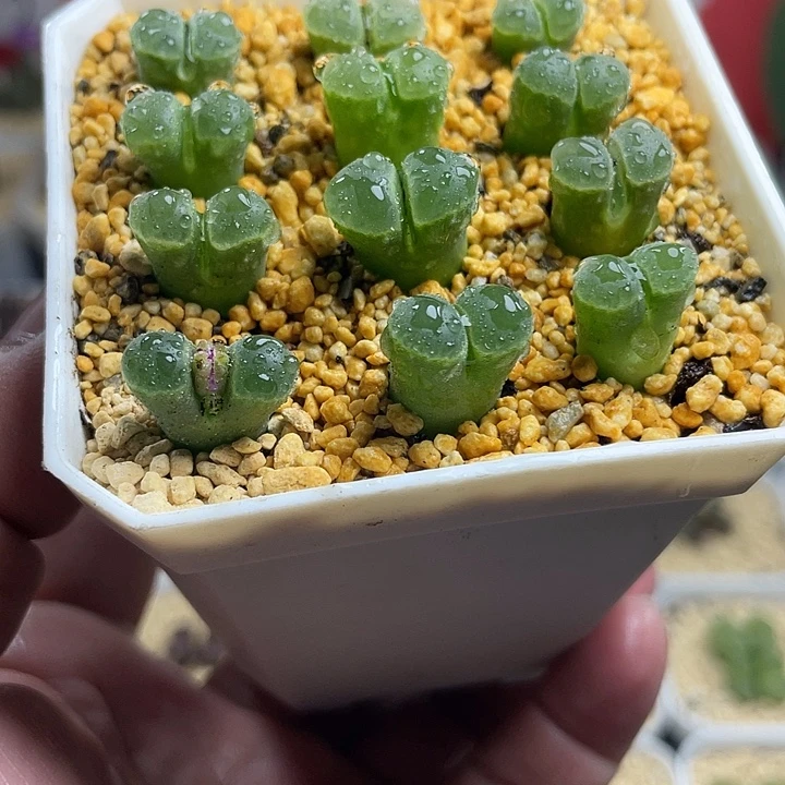 佳人园艺博览会pub345