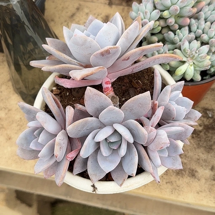 红茶惊鸿一物一拍包装收缩花旱