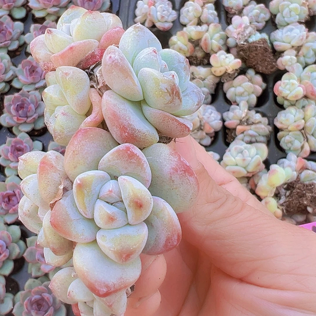 穴盘冰玉群5颗19包邮多肉