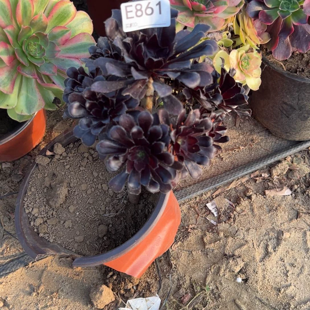 861墨法师多肉植物法师