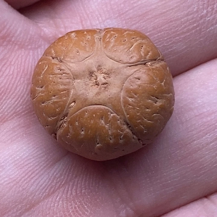 凤眼菩提手串卡*米五星19.7mm打孔不退换