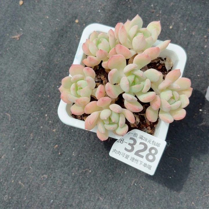 蜜桃格林无盆土发货多肉多