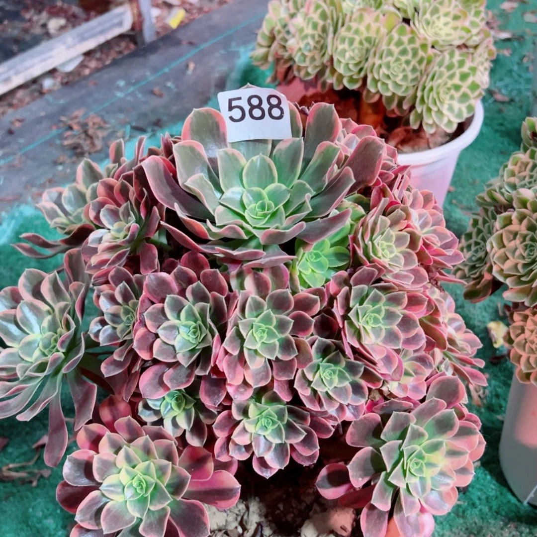 588金丝雀法师多肉植物