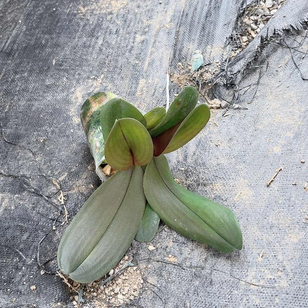无花朵满天红双苗1颗
