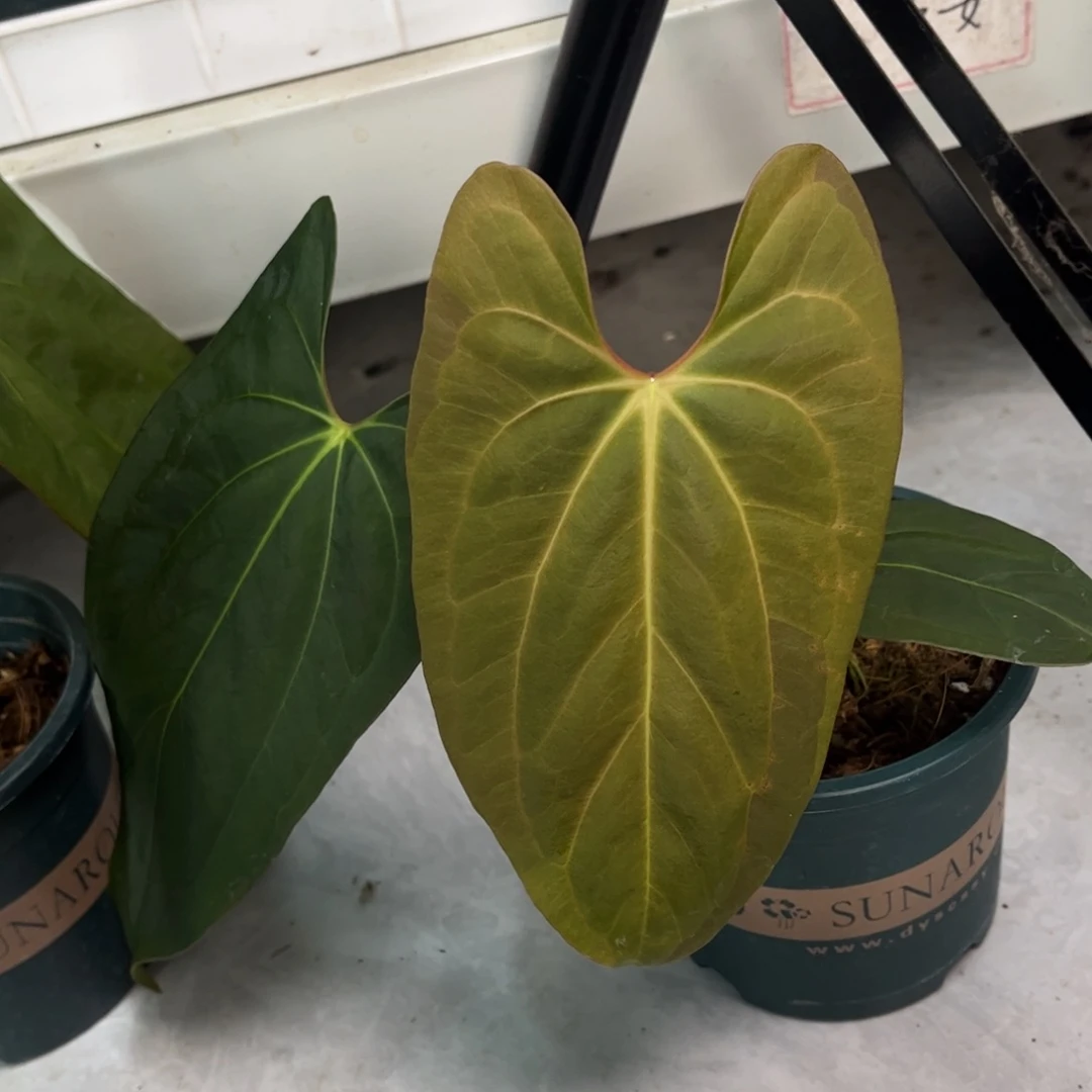 无花朵H03 port杂papi（活动无售后 介意勿拍）