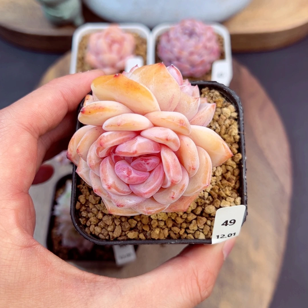 好好看49、哈哈哈哈