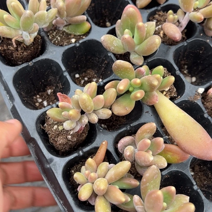 芒果奶双头一颗量拍多肉满20包邮下午发货