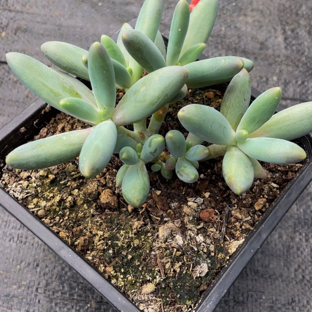 彬***8好看的多肉植物群生