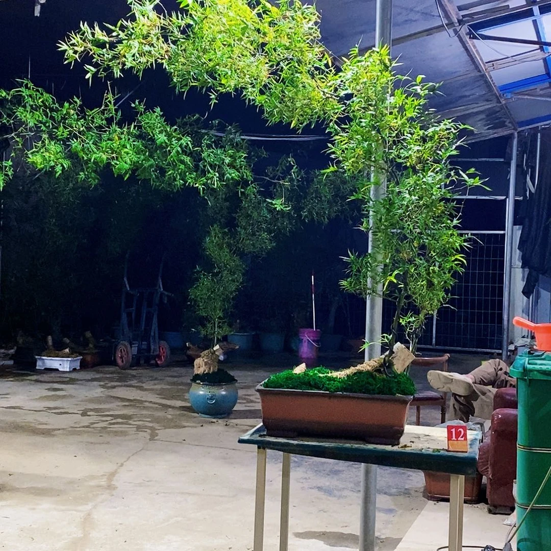 无花朵小叶簕竹一物一拍