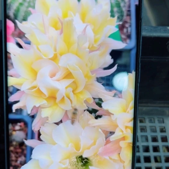 下2 9彩草依然歪无根侧芽4公分左右20包邮