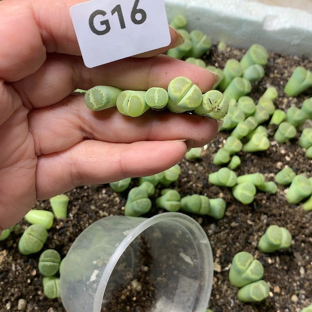 瓶**鱼G16多肉植物保护研究所