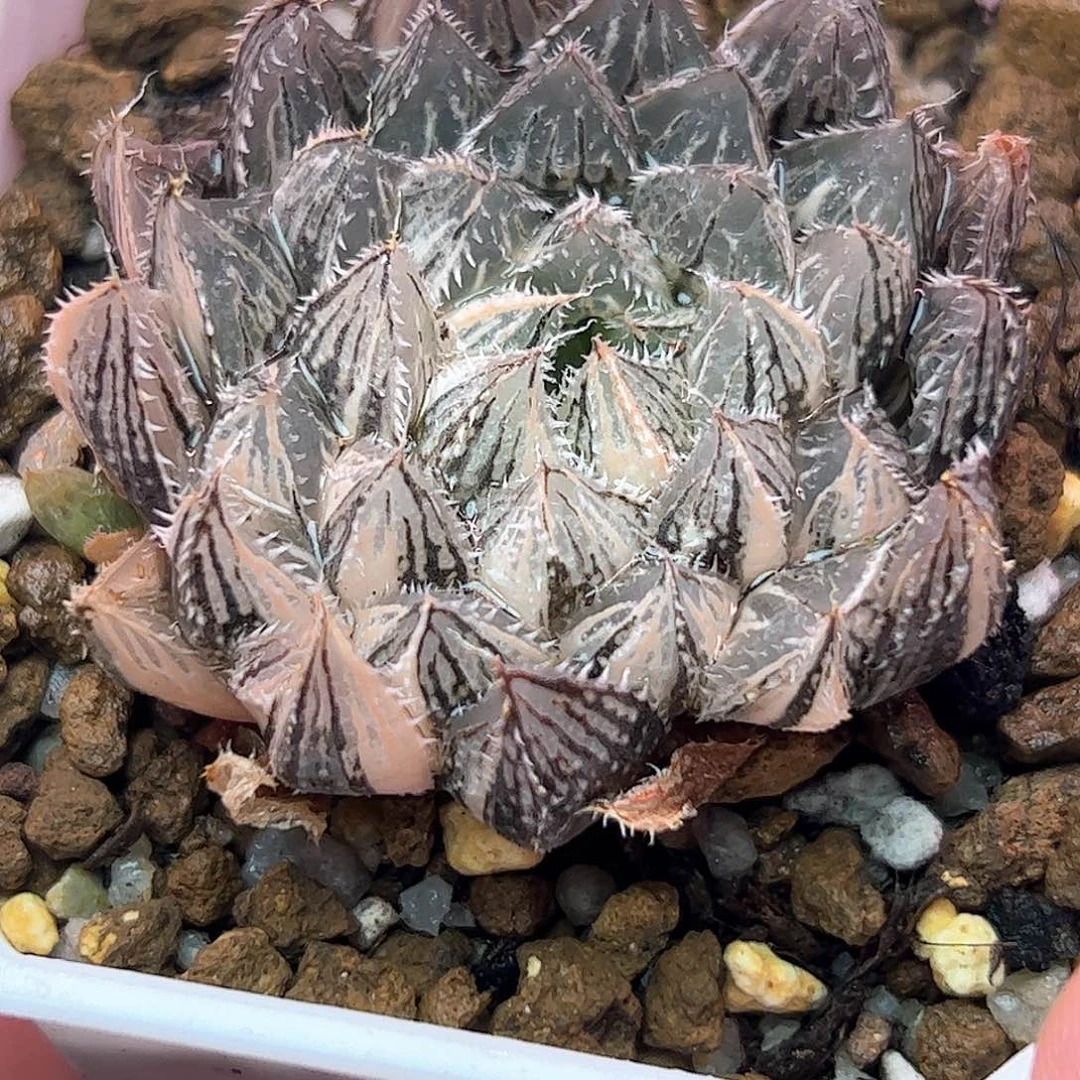 楼兰锦十二卷多肉植物