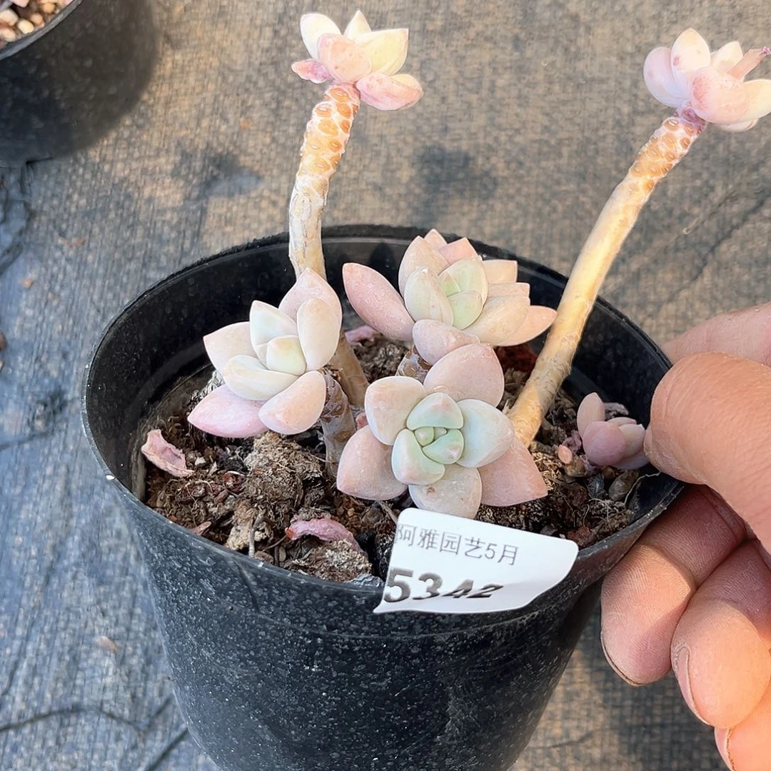 阿雅园艺。    5342