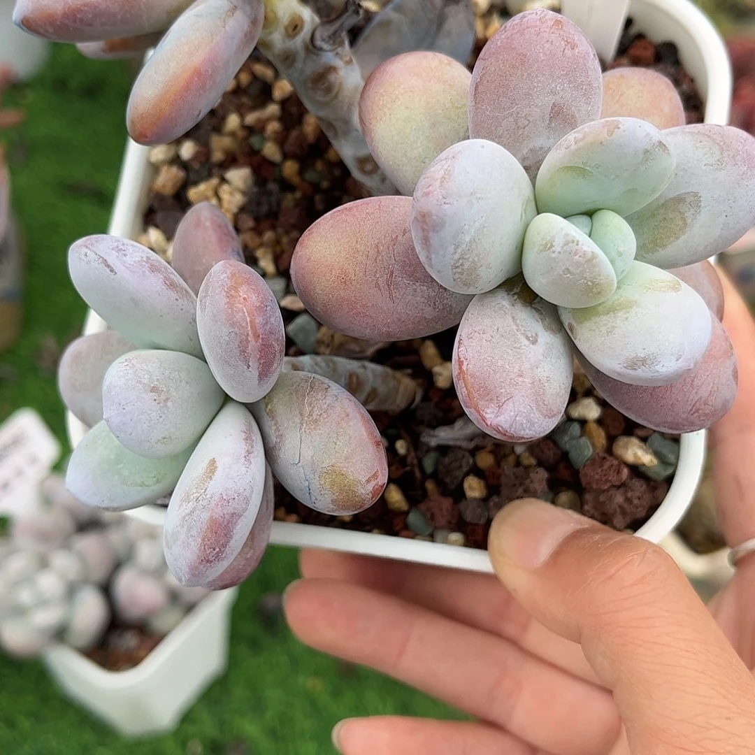 多肉植物3534 一定要拍个冷链哦