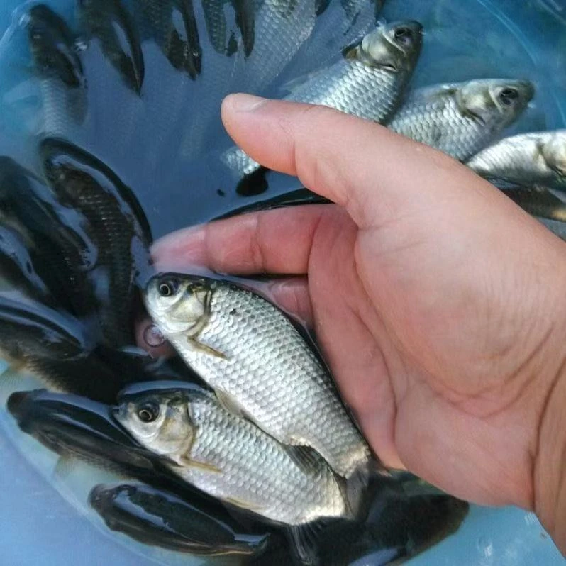 现场称重农户自家菜