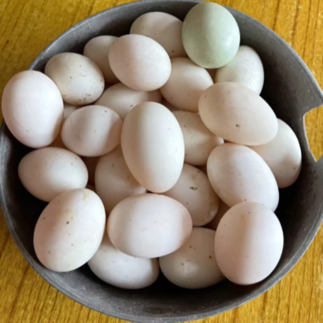 重庆小丽喂鸡蛋农家散养鹅蛋玉米土鸭蛋生鸭蛋农村散养新鲜土鸡蛋