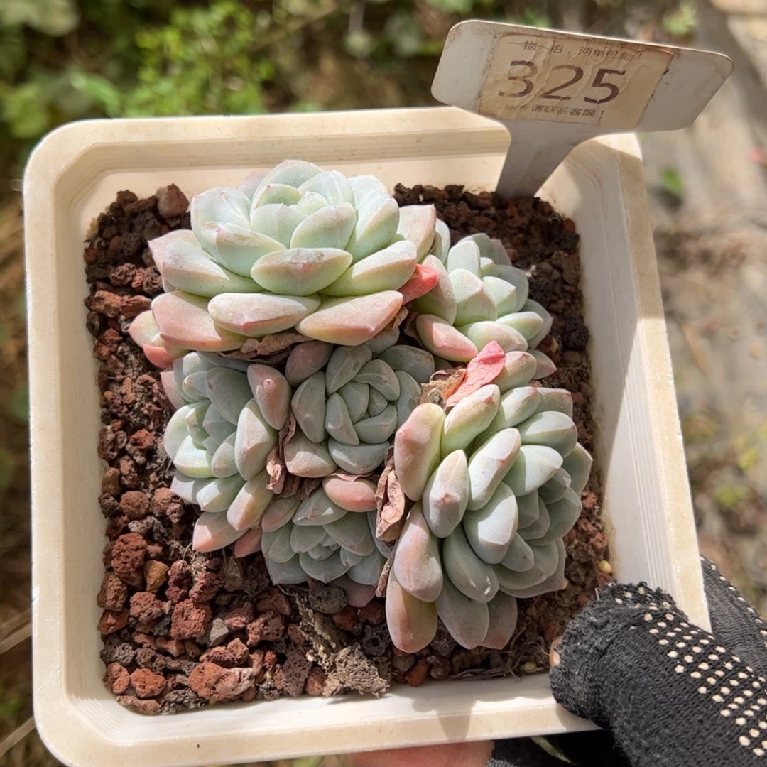 L***.325号冰玉多肉植物