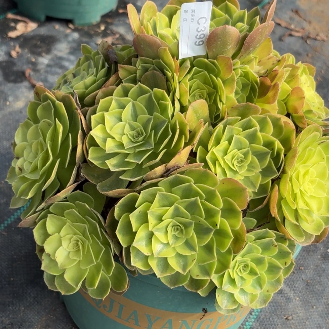 399雨河多肉植物发货