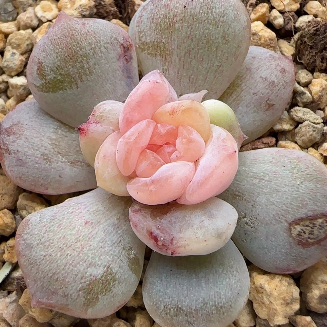 【满29包邮非偏远】749糖心石化锦