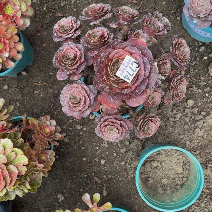 梅金花25-30包邮花花