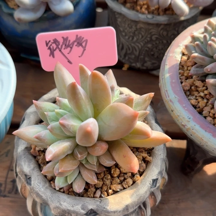 暗纹宽体杂五十包邮