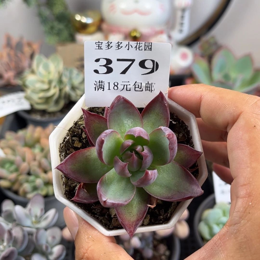 惊鸿一物一拍满18元包邮满26送一颗