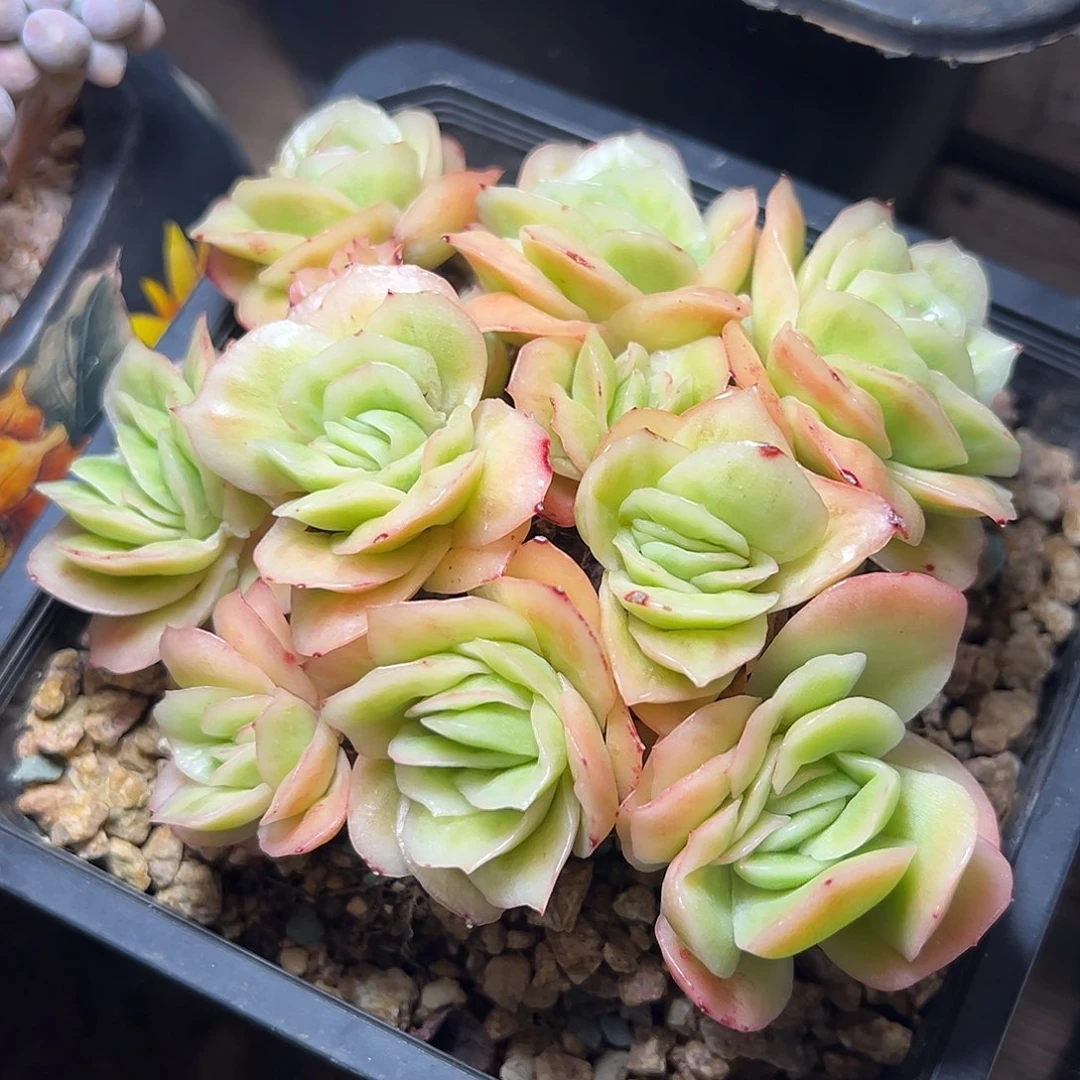 8-11-76精控冰玫瑰锦