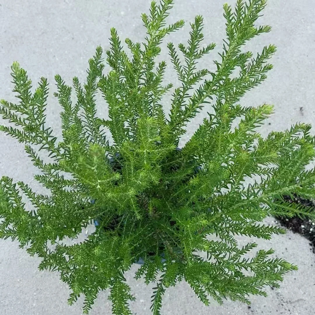 澳洲米花盆栽四季常绿庭院阳台好养绿植清香木盆栽花卉