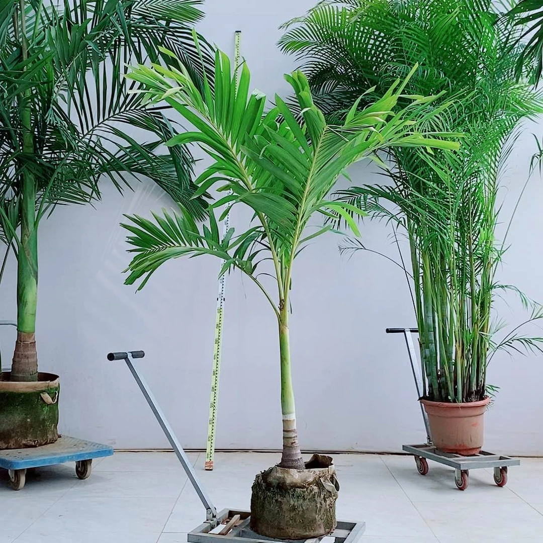 无**酒123345567788865567