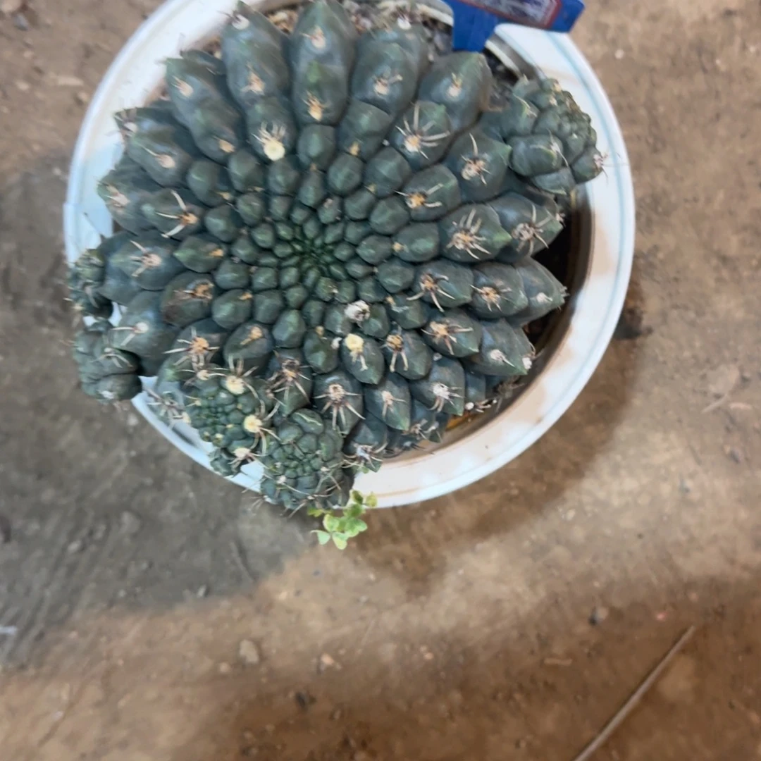 时***老可口可乐了可口可乐