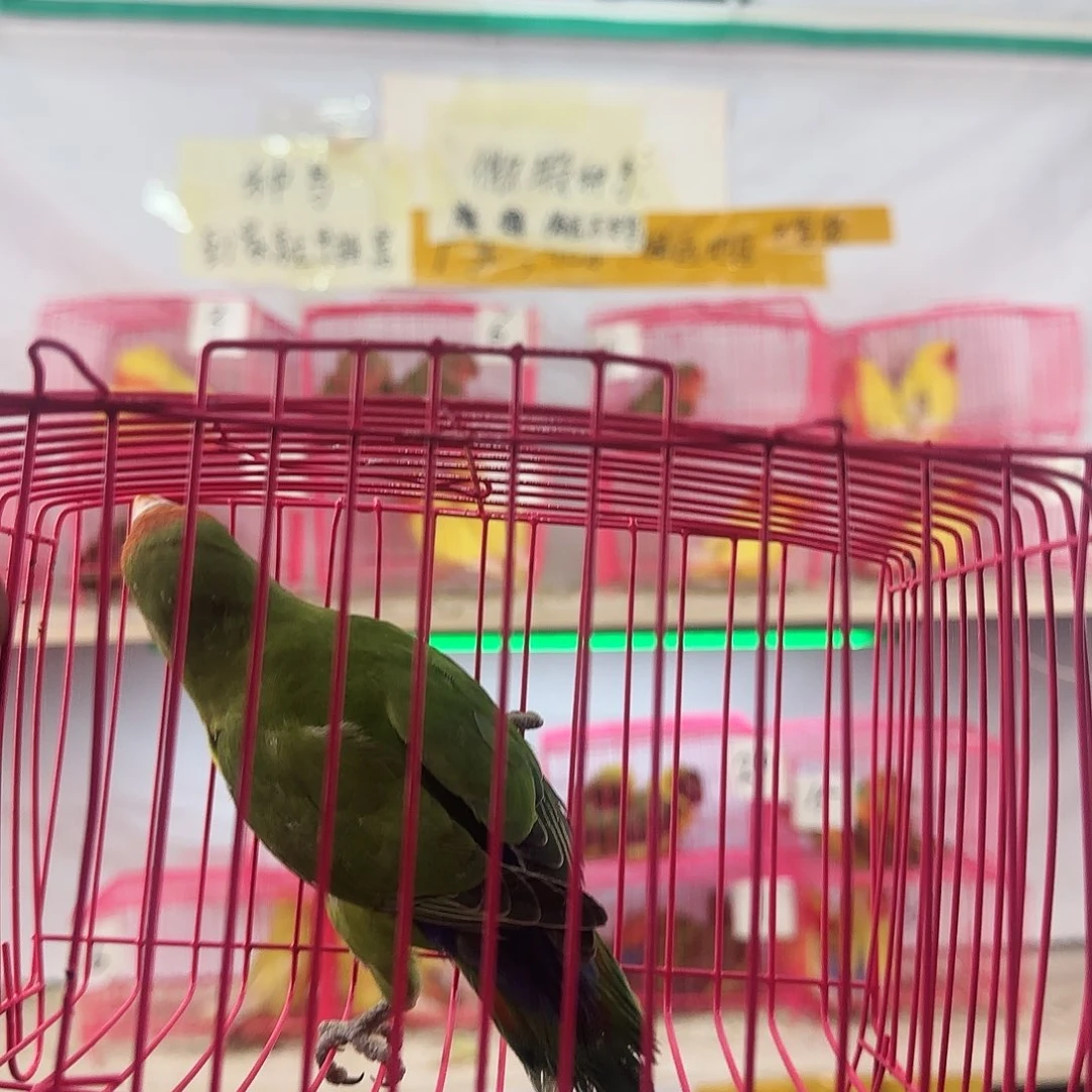 活***子桃脸牡丹鹦鹉一物一拍