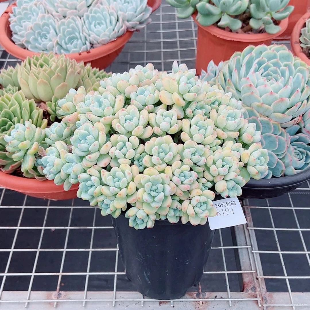 ღ***。8194劳尔多肉植物