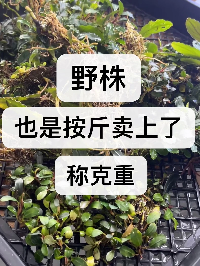 【8号】辣椒榕野株称斤卖（克重）