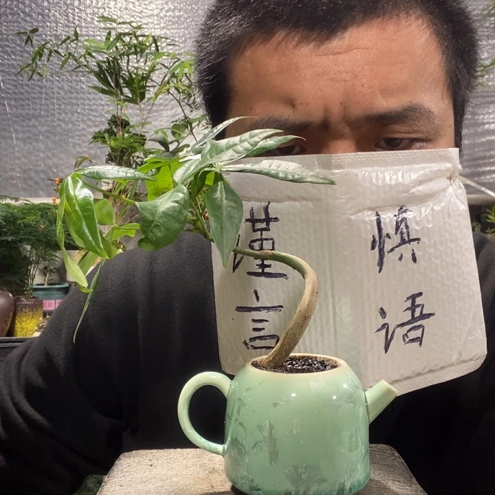 以实际为准盆景绿植盆栽92