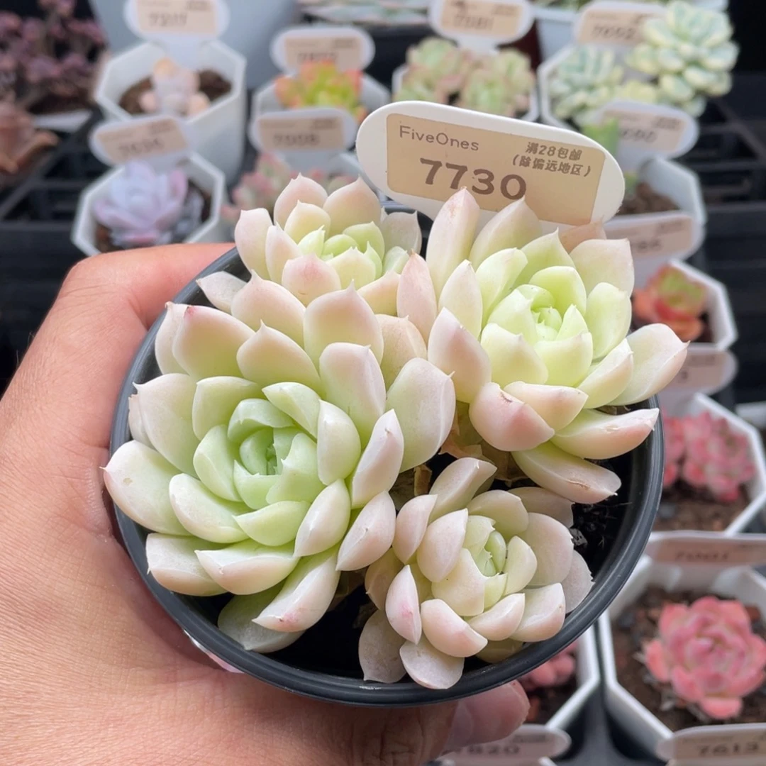 白月影7730-10厘米