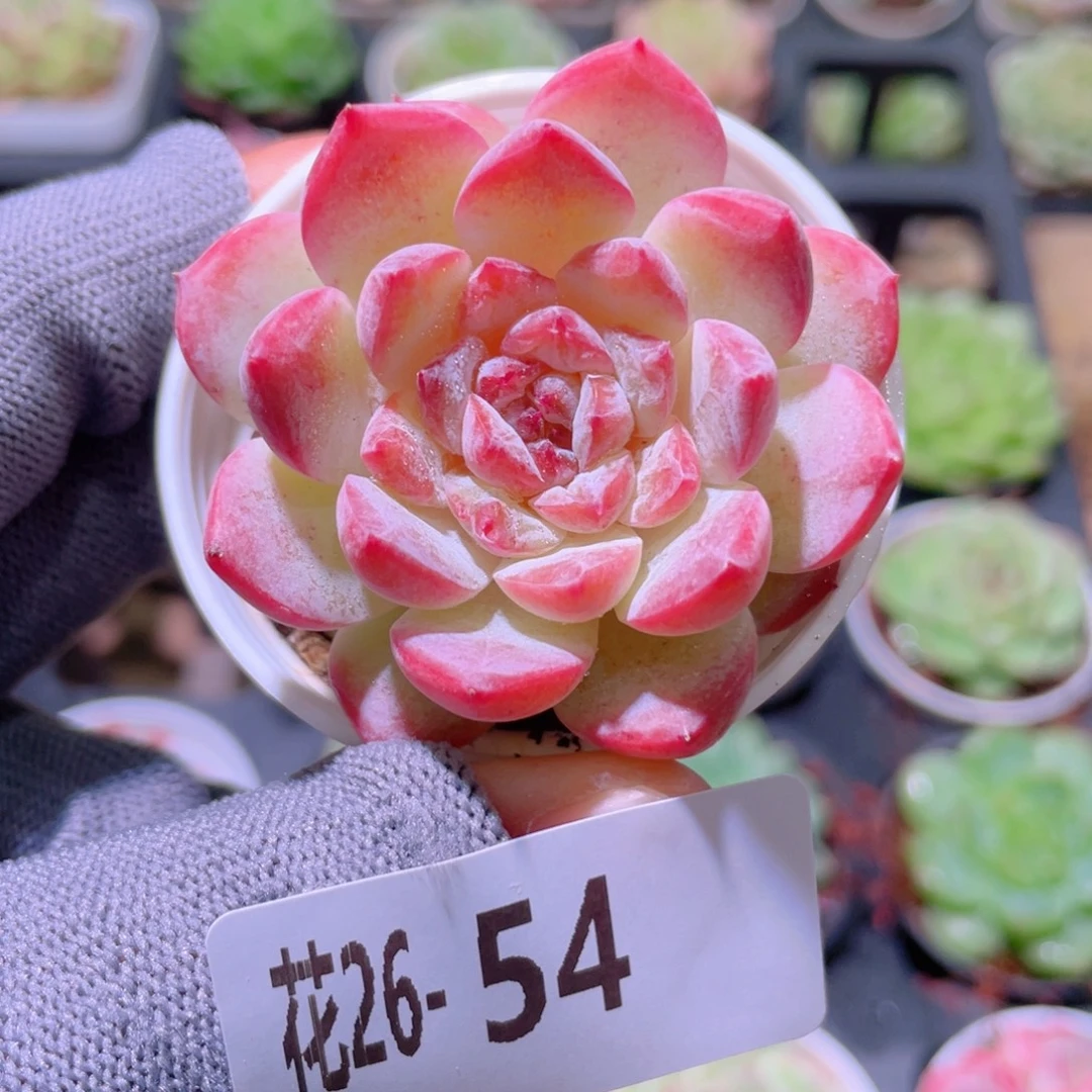 花利美26-54果汁