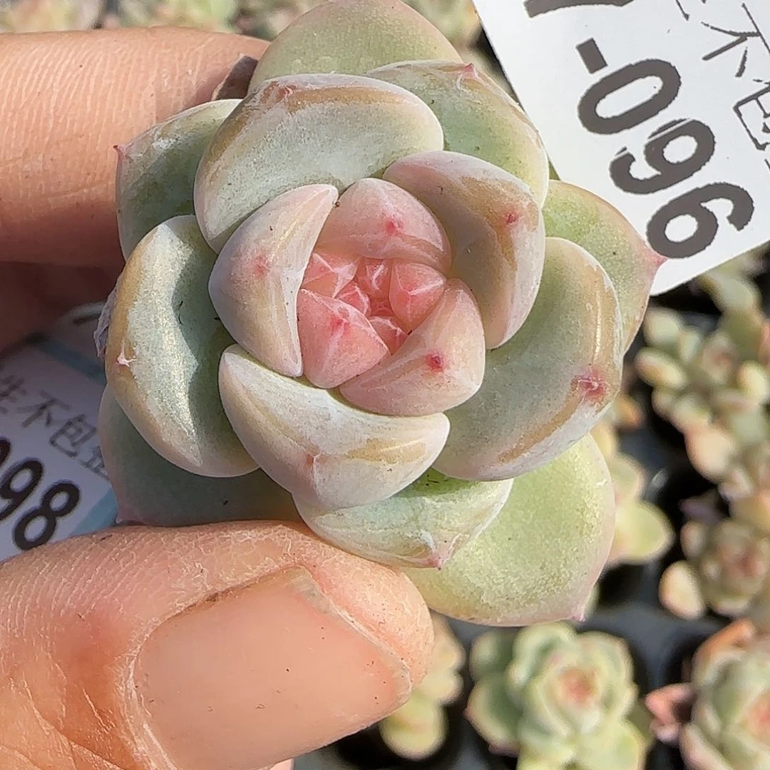 小卡拉米糖心一物一拍27-96