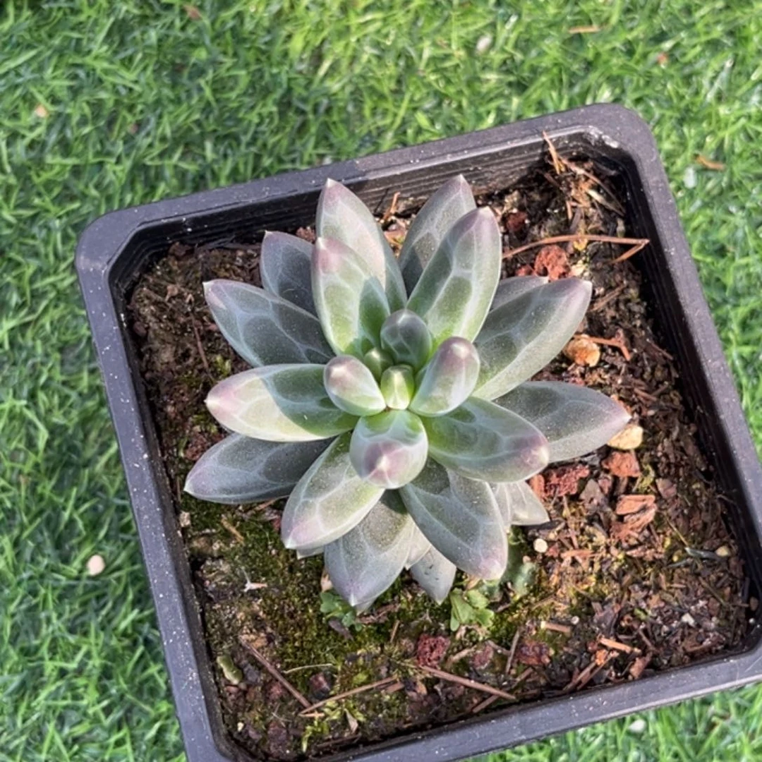 暗纹系美人多肉植物34