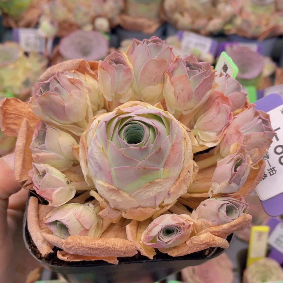 山地玫瑰曼莎J684