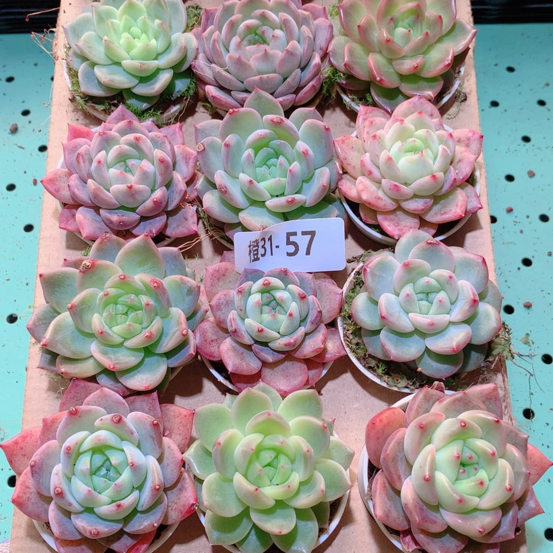 31-57一物一拍多肉带盆18颗