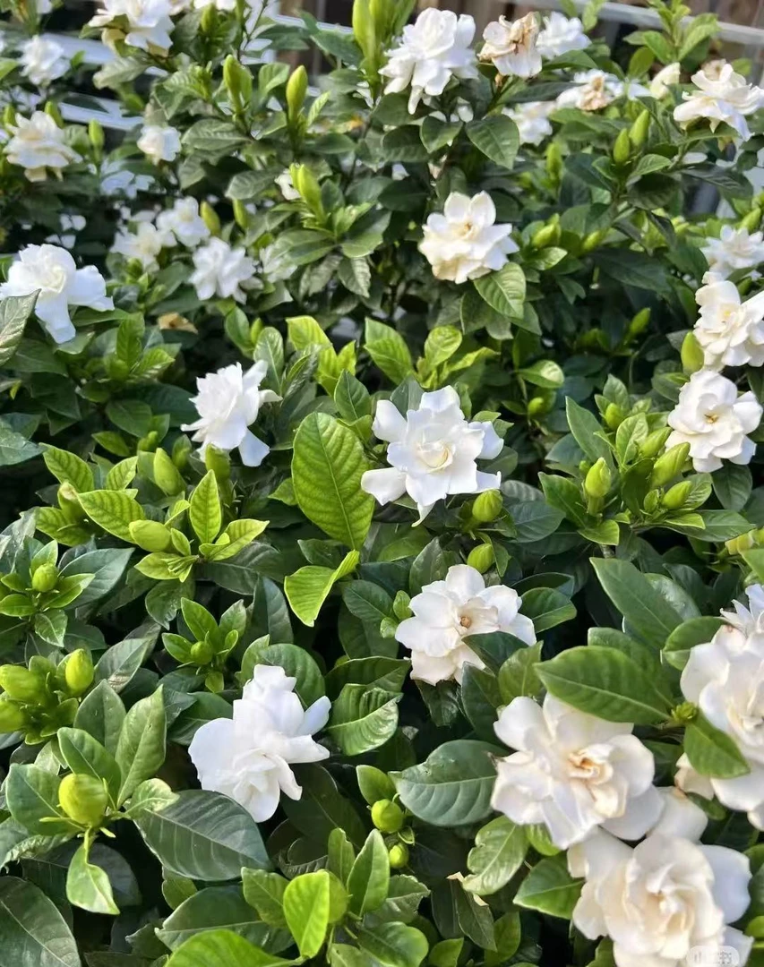 浓香型栀子花盆栽室内带花苞四季好养花卉