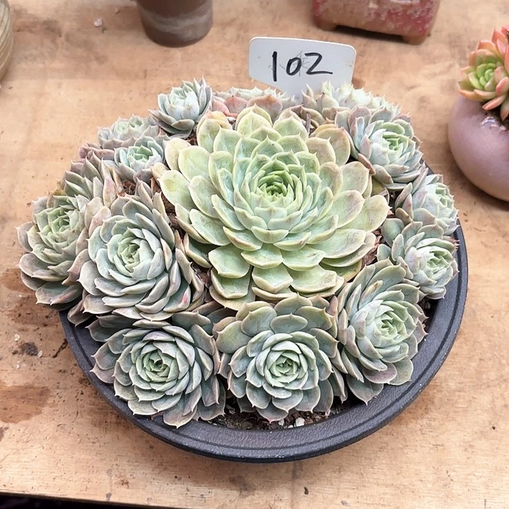 多肉植物，昂斯若102号