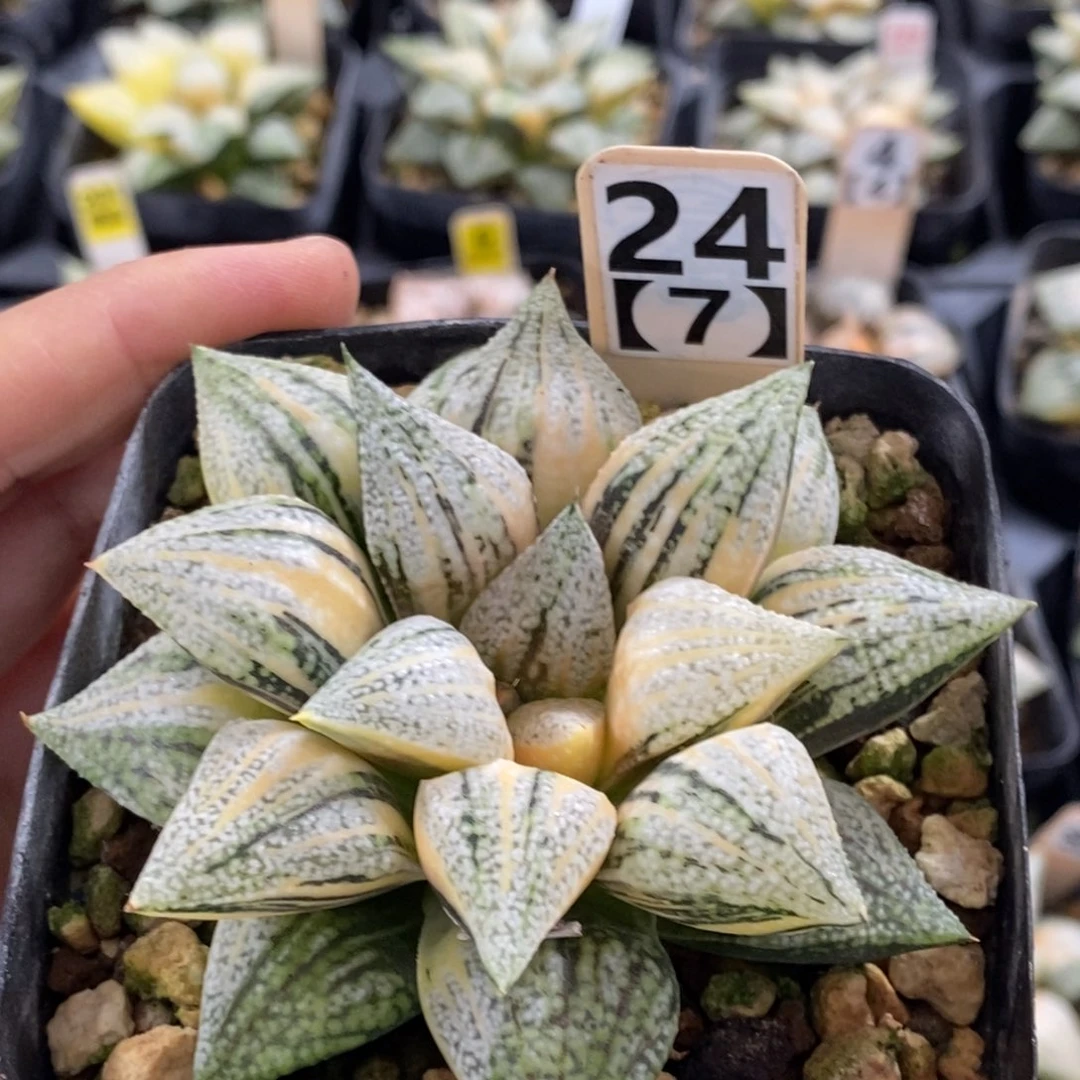 24号实生白银锦带盆发货